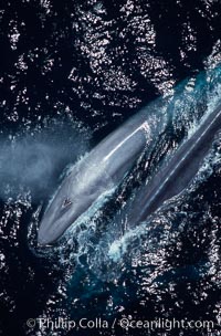 Blue whales, mother and calf, Baja California., Balaenoptera musculus, natural history stock photograph, photo id 03033