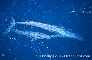 Blue whale mother and calf,  Baja California (Mexico)., Balaenoptera musculus, natural history stock photograph, photo id 03350
