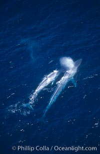 Blue whale mother and calf,  Baja California (Mexico), Balaenoptera musculus