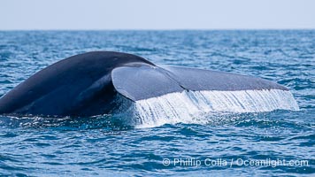 Blue whale, raising fluke prior to diving for food, fluking up, lifting tail as it swims in the open ocean foraging for food, Balaenoptera musculus, San Diego, California
