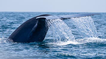 Blue whale, raising fluke prior to diving for food, fluking up, lifting tail as it swims in the open ocean foraging for food, Balaenoptera musculus, San Diego, California