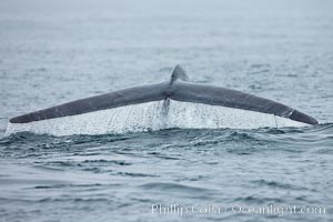 Water falling from a blue whale fluke as the whale dives to forage for food in the Santa Barbara Channel, Balaenoptera musculus, Santa Rosa Island, California