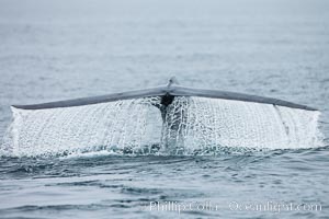 Blue whale (Balaenoptera musculus) raising its fluke to dive, Channel Islands, Santa Barbara, California.