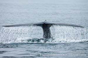 Water falling from a blue whale fluke as the whale dives to forage for food in the Santa Barbara Channel, Balaenoptera musculus, Santa Rosa Island, California