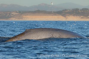 A blue whale rounds out at the surface. La Jolla, California, USA, natural history stock photograph, photo id 27143