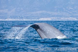 Blue whale, raising fluke prior to diving for food, fluking up, lifting tail as it swims in the open ocean foraging for food, Balaenoptera musculus, Dana Point, California