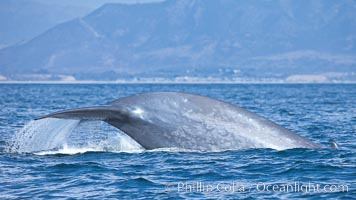 Blue whale, raising fluke prior to diving for food, fluking up, lifting tail as it swims in the open ocean foraging for food, Balaenoptera musculus, Dana Point, California