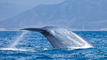Blue whale, raising fluke prior to diving for food, fluking up, lifting tail as it swims in the open ocean foraging for food, Balaenoptera musculus, Dana Point, California