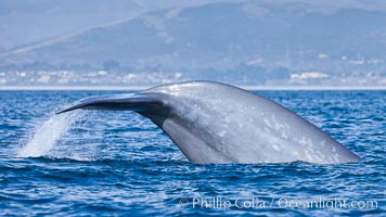 Blue whale, raising fluke prior to diving for food, fluking up, lifting tail as it swims in the open ocean foraging for food, Balaenoptera musculus, Dana Point, California