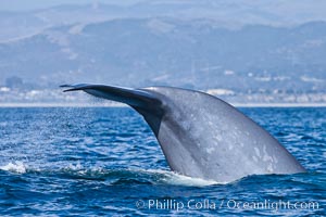 Blue whale, raising fluke prior to diving for food, fluking up, lifting tail as it swims in the open ocean foraging for food, Balaenoptera musculus, Dana Point, California