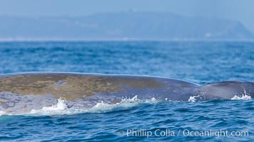 Blue whale, raising fluke prior to diving for food, fluking up, lifting tail as it swims in the open ocean foraging for food, Balaenoptera musculus, Dana Point, California