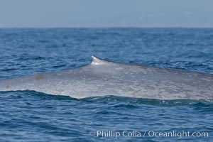 Blue whale rounding out at surface with dorsal fin visible, before diving for food, showing characteristic blue/gray mottled skin pattern, Balaenoptera musculus, Dana Point, California