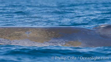 Blue whale rounding out at surface, before diving for food, showing characteristic blue/gray mottled skin pattern, Balaenoptera musculus, Dana Point, California