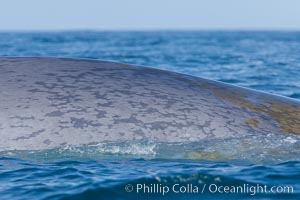 Blue whale rounding out at surface, before diving for food, showing characteristic blue/gray mottled skin pattern, Balaenoptera musculus, Dana Point, California