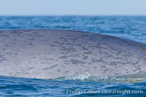 Blue whale rounding out at surface, before diving for food, showing characteristic blue/gray mottled skin pattern, Balaenoptera musculus, Dana Point, California