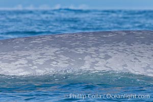 Blue whale rounding out at surface, before diving for food, showing characteristic blue/gray mottled skin pattern, Balaenoptera musculus, Dana Point, California