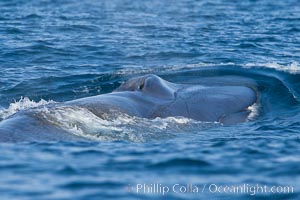 Blue whale, raising fluke prior to diving for food, fluking up, lifting tail as it swims in the open ocean foraging for food, Balaenoptera musculus, Dana Point, California