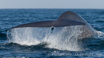 Blue whale, raising fluke prior to diving for food, fluking up, lifting tail as it swims in the open ocean foraging for food, Balaenoptera musculus, Dana Point, California