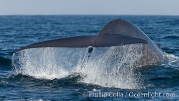 Sea water falls from the raised fluke (tail) of an enormous blue whale as it dives below the sea to forage for food.