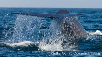 Blue whale, raising fluke prior to diving for food, fluking up, lifting tail as it swims in the open ocean foraging for food, Balaenoptera musculus, Dana Point, California