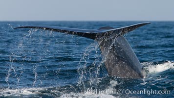 Blue whale, raising fluke prior to diving for food, fluking up, lifting tail as it swims in the open ocean foraging for food, Balaenoptera musculus, Dana Point, California