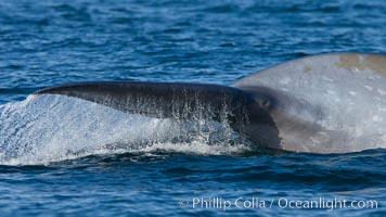 Blue whale, raising fluke prior to diving for food, fluking up, lifting tail as it swims in the open ocean foraging for food, Balaenoptera musculus, Dana Point, California