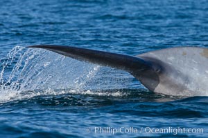 Blue whale, raising fluke prior to diving for food, fluking up, lifting tail as it swims in the open ocean foraging for food, Balaenoptera musculus, Dana Point, California