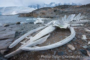 Blue whale skeleton in Antarctica, on the shore at Port Lockroy, Antarctic Peninsula, Antarctica.