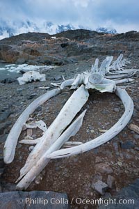 Blue whale skeleton in Antarctica, on the shore at Port Lockroy, Antarctica.  This skeleton is composed primarily of blue whale bones, but there are believed to be bones of other baleen whales included in the skeleton as well, Balaenoptera musculus