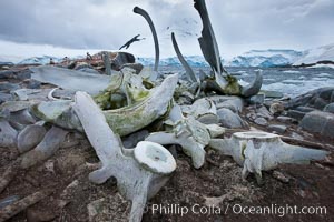 Blue whale skeleton in Antarctica, on the shore at Port Lockroy, Antarctica.  This skeleton is composed primarily of blue whale bones, but there are believed to be bones of other baleen whales included in the skeleton as well, Balaenoptera musculus