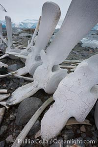 Blue whale skeleton in Antarctica, on the shore at Port Lockroy, Antarctica.  This skeleton is composed primarily of blue whale bones, but there are believed to be bones of other baleen whales included in the skeleton as well, Balaenoptera musculus