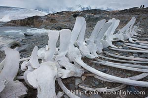 Blue whale skeleton in Antarctica, on the shore at Port Lockroy, Antarctica.  This skeleton is composed primarily of blue whale bones, but there are believed to be bones of other baleen whales included in the skeleton as well, Balaenoptera musculus