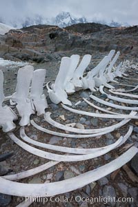 Blue whale skeleton in Antarctica, on the shore at Port Lockroy, Antarctica.  This skeleton is composed primarily of blue whale bones, but there are believed to be bones of other baleen whales included in the skeleton as well, Balaenoptera musculus