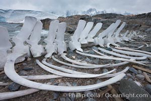 Blue whale skeleton in Antarctica, on the shore at Port Lockroy, Antarctica.  This skeleton is composed primarily of blue whale bones, but there are believed to be bones of other baleen whales included in the skeleton as well, Balaenoptera musculus