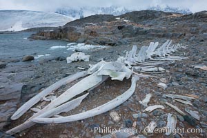 Blue whale skeleton in Antarctica, on the shore at Port Lockroy, Antarctica.  This skeleton is composed primarily of blue whale bones, but there are believed to be bones of other baleen whales included in the skeleton as well, Balaenoptera musculus