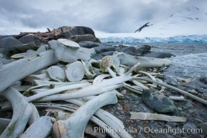 Blue whale skeleton in Antarctica, on the shore at Port Lockroy, Antarctica.  This skeleton is composed primarily of blue whale bones, but there are believed to be bones of other baleen whales included in the skeleton as well, Balaenoptera musculus