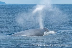 Blue whale, exhaling in a huge blow as it swims at the surface between deep dives. The blue whale's blow is a combination of water spray from around its blowhole and condensation from its warm breath, Balaenoptera musculus, San Diego, California