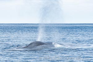 Blue whale, exhaling in a huge blow as it swims at the surface between deep dives. The blue whale's blow is a combination of water spray from around its blowhole and condensation from its warm breath, Balaenoptera musculus, San Diego, California