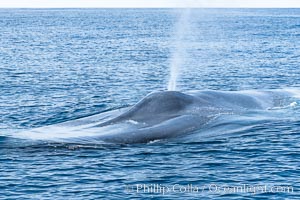 Blue whale, exhaling in a huge blow as it swims at the surface between deep dives. The blue whale's blow is a combination of water spray from around its blowhole and condensation from its warm breath.