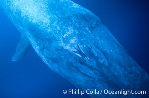 Blue whale, very close underwater view of the blowhole of an inquisitive adult. Balaenoptera musculus.