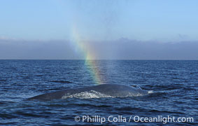 A rainbow forms in the blow (spout) of this enormous blue whale at it is stretched out at the surface, resting and slowly swimming during a break between feeding dives.