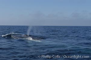 A blue whale blows (spouts) just as it surfaces after spending time at depth in search of food.  Open ocean offshore of San Diego, Balaenoptera musculus