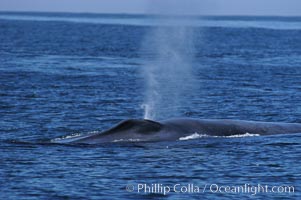 A blue whale blows (spouts) just as it surfaces after spending time at depth in search of food.  Open ocean offshore of San Diego, Balaenoptera musculus