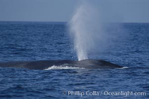 A blue whale blows (spouts) just as it surfaces after spending time at depth in search of food.  Open ocean offshore of San Diego, Balaenoptera musculus