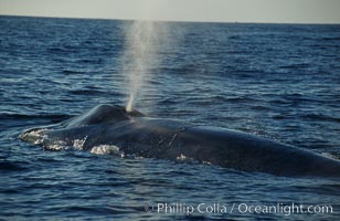 A blue whale blows (spouts) just as it surfaces after spending time at depth in search of food.  Open ocean offshore of San Diego, Balaenoptera musculus