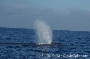 A blue whale blows (spouts) just as it surfaces after spending time at depth in search of food.  Open ocean offshore of San Diego, Balaenoptera musculus