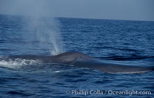 A blue whale blows (spouts) just as it surfaces after spending time at depth in search of food.  Open ocean offshore of San Diego, Balaenoptera musculus