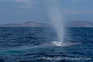 A blue whale blows (exhales, spouts) as it rests at the surface between dives.  A blue whales blow can reach 30 feet in the air and can be heard for miles.  The blue whale is the largest animal on earth, reaching 80 feet in length and weighing as much as 300,000 pounds.  South Coronado Island is in the background, Balaenoptera musculus, Coronado Islands (Islas Coronado)