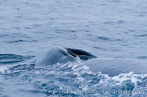 A blue whale opens its twin blowholes while breathing at the surface between dives.  The blue whale is the largest animal on earth, reaching 80 feet in length and weighing as much as 300,000 pounds.  Near Islas Coronado (Coronado Islands), Balaenoptera musculus, Coronado Islands (Islas Coronado)