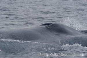 A blue whale opens its twin blowholes while breathing at the surface between dives.  The blue whale is the largest animal on earth, reaching 80 feet in length and weighing as much as 300,000 pounds.  Near Islas Coronado (Coronado Islands), Balaenoptera musculus, Coronado Islands (Islas Coronado)